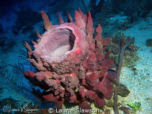 Red Sponge/Photographed With a Canon G-11 at Belize. by Laurie Slawson 